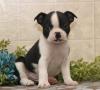 Puppies for sale Italy, Milan Boston Terrier