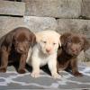Продам щенка Ireland, Dublin Labrador