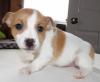 Puppies for sale Tajikistan, Istaravshan Jack Russell Terrier