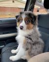 Puppies for sale Denmark, Aalborg Australian Shepherd