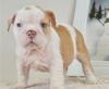 Puppies for sale Italy, Rome English Bulldog
