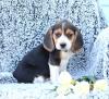 Puppies for sale France, Paris Beagle