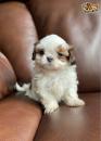 Puppies for sale Cyprus, Nicosia Shih Tzu