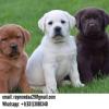 Puppies for sale Denmark, Kopenagen Labrador Retriever