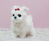 Puppies for sale Lithuania, Akmene Maltese