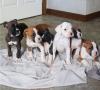 Puppies for sale Spain, Barcelona Boxer