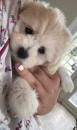 Puppies for sale United Kingdom, Bradford Maltese