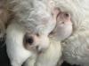 Puppies for sale United Kingdom, Blackburn Maltese