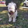 Puppies for sale Ireland, Dublin Bobtail