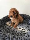 Puppies for sale Estonia, Pya , cavapoo