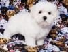 Puppies for sale Ireland, Dublin Maltese