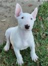 Puppies for sale Belarus, Brest Bull Terrier