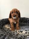 Puppies for sale Sweden, Helsingborg , cavapoo