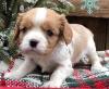 Puppies for sale Romania, Alexandria King Charles Spaniel