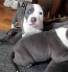 Puppies for sale Bulgaria, Rousse American Pit-Bull Terrier