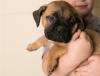 Puppies for sale Cyprus, Limassol Bullmastiff