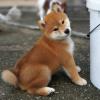 Puppies for sale Denmark, Kopenagen , Shiba Inu