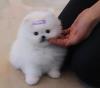 Puppies for sale United Kingdom, Liverpool Pomeranian Spitz