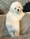 Puppies for sale Cyprus, Paphos Toy-poodle