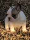 Puppies for sale Netherlands, Harlem , french bulldog