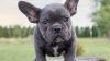 Puppies for sale Ukraine, Cherkasy French Bulldog