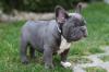 Puppies for sale United Kingdom, Cardiff French Bulldog