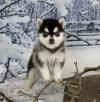 Puppies for sale Cyprus, Limassol Other breed, Pomsky