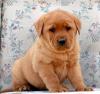 Puppies for sale Germany, Berlin Labrador Retriever