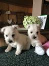 Puppies for sale Ireland, BELFAST West Highland White Terrier