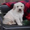 Puppies for sale Spain, Bilbao Labrador Retriever