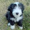 Puppies for sale USA, Alaska Bearded collie