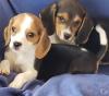 Puppies for sale Russia, Barrow Beagle