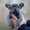 Puppies for sale USA, Arizona French Bulldog