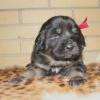 Puppies for sale Kazakhstan, Aktau Tibetan Mastiff