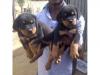 Puppies for sale USA, Iowa Rottweiler