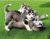 Продам щенка Denmark, Kopenagen Haski, Blue Eyes Siberian Husky Puppies