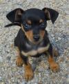 Puppies for sale Czech Republic, Nitra Miniature Pinscher