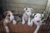 Puppies for sale Ireland, Dublin Bull Terrier