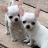 Продам щенка Cyprus, Limassol Chihuahua