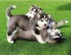 Puppies for sale Italy, Milan Haski, Blue Eyes Siberian Husky Puppies