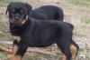 Puppies for sale Austria, Linz Rottweiler