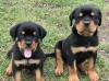 Puppies for sale Lithuania, Ukmerge Rottweiler