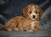 Puppies for sale Russia, Moscow Other breed