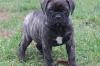 Puppies for sale Estonia, Tartu Bullmastiff