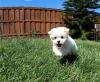 Puppies for sale Sweden, Esbjerg Maltese