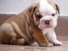 Puppies for sale Estonia, Kohtla-Jarve English Bulldog