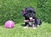 Puppies for sale Sweden, Esbjerg Shih Tzu