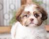 Puppies for sale Sweden, Lulea Shih Tzu