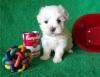 Puppies for sale Sweden, Mutal Maltese