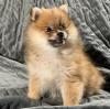 Puppies for sale Sweden, Lulea Pomeranian Spitz